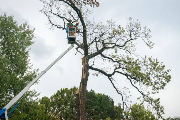 Trusted Redland, AL Tree Care  Experts