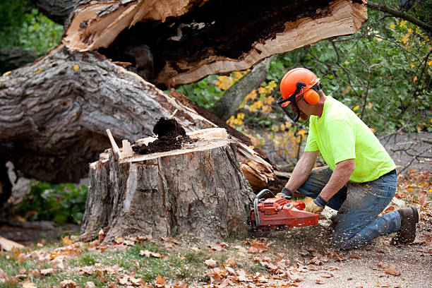 How Our Tree Care Process Works  in  Redland, AL